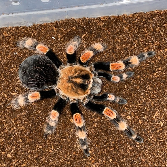 Meet your Posher, Gary - Picture 1 of 1